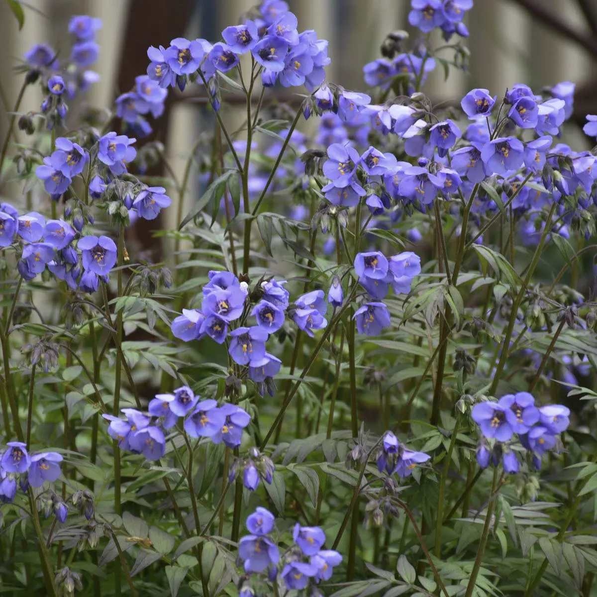 'Heaven Scent' Jacob's Ladder (Polemonium)