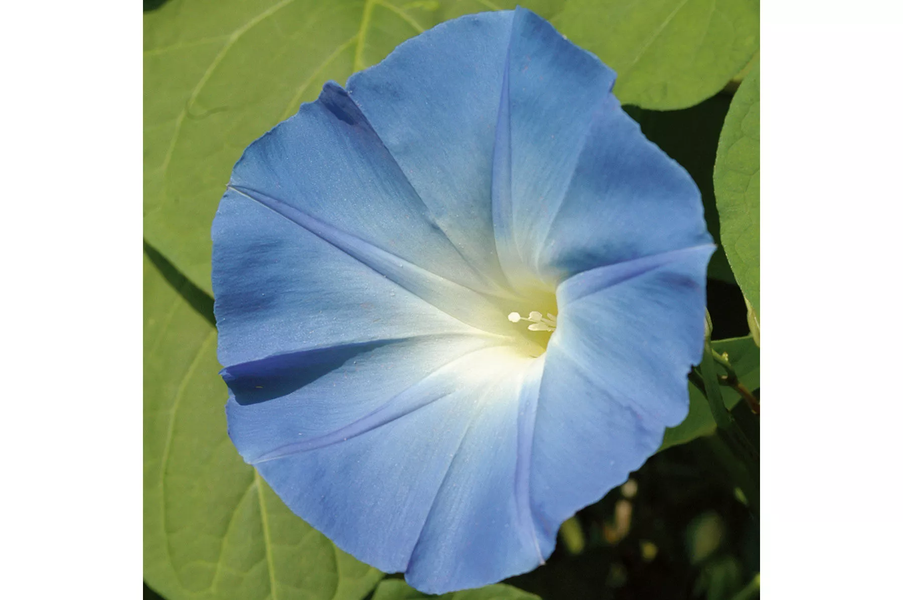 Heavenly Blue Morning Glory Seed