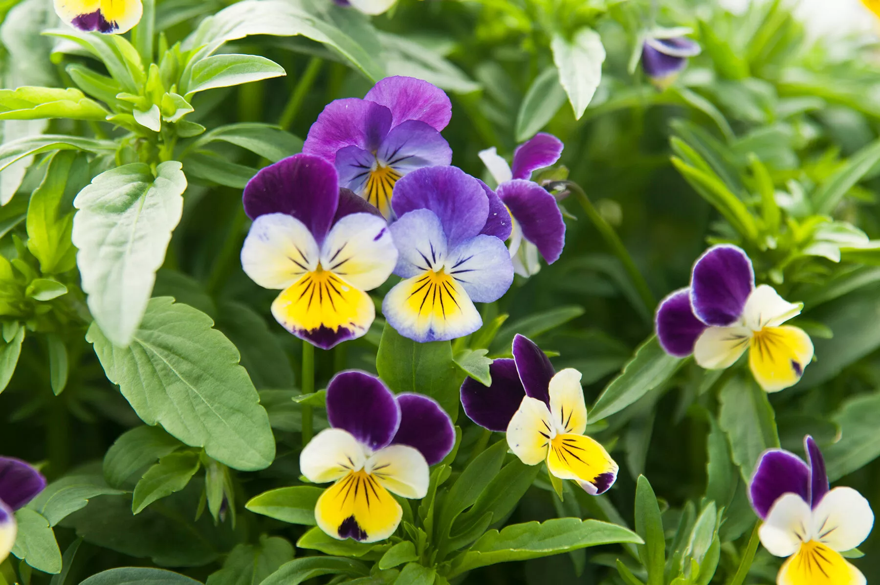 helen-mount-viola-seed Helen Mount Viola Seed