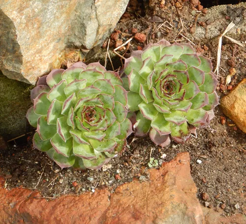 hen-chicks-sempervivum-tectorum-packet-100-seeds-organic Hen and Chicks (Sempervivum tectorum), packet of 100 seeds, organic