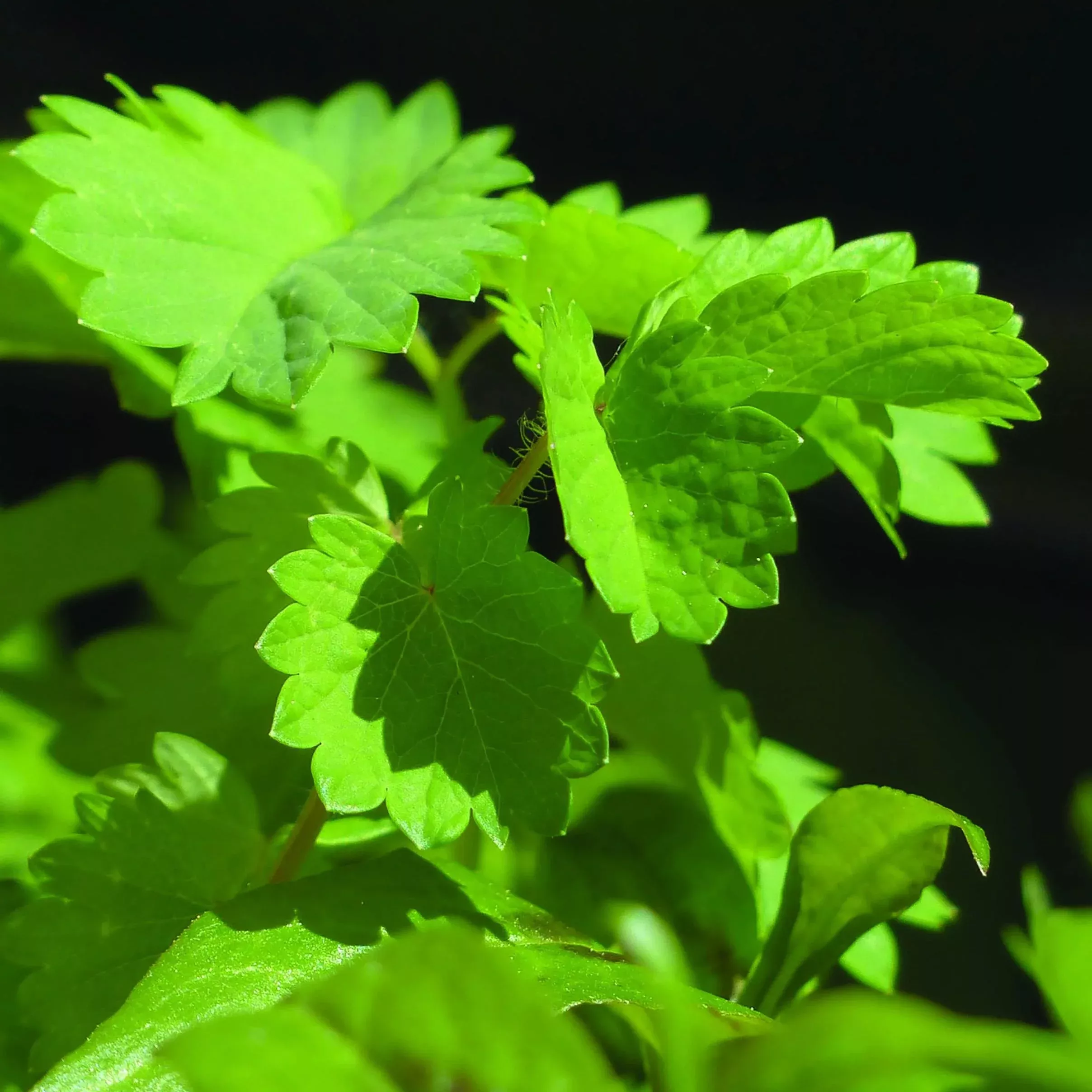 herb-seeds-anise Herb Seeds - Anise