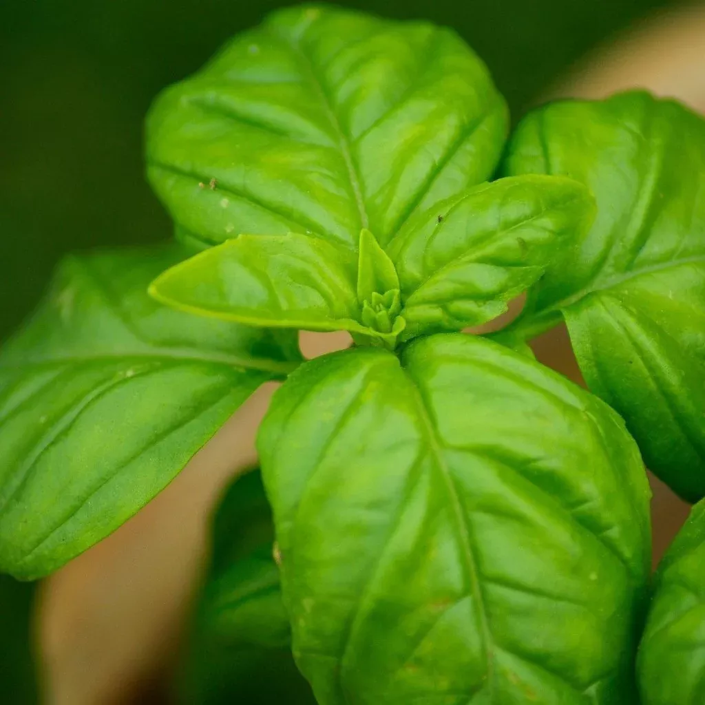 herb-seeds-basil-italian-large-leaf Herb Seeds - Basil, Italian Large Leaf