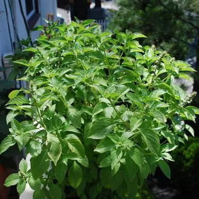 herb-seeds-basil-mrs-burns-lemon Herb Seeds - Basil, Mrs. Burns Lemon