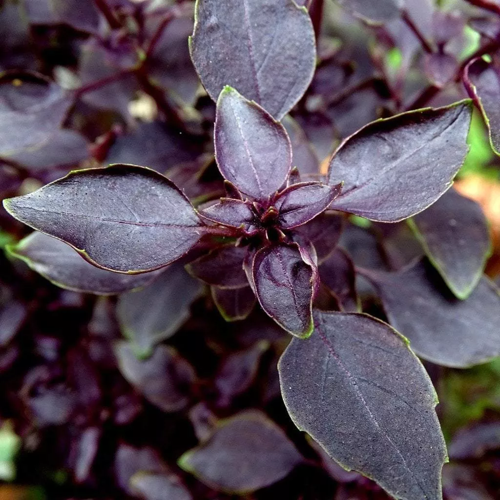 Herb Seeds - Basil, Purple Dark Opal