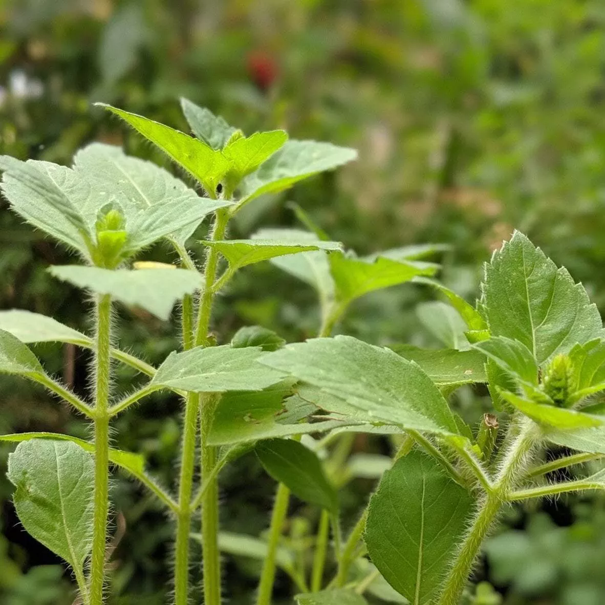 herb-seeds-basil-tulsi-kapoor Herb Seeds - Basil, Tulsi, Kapoor