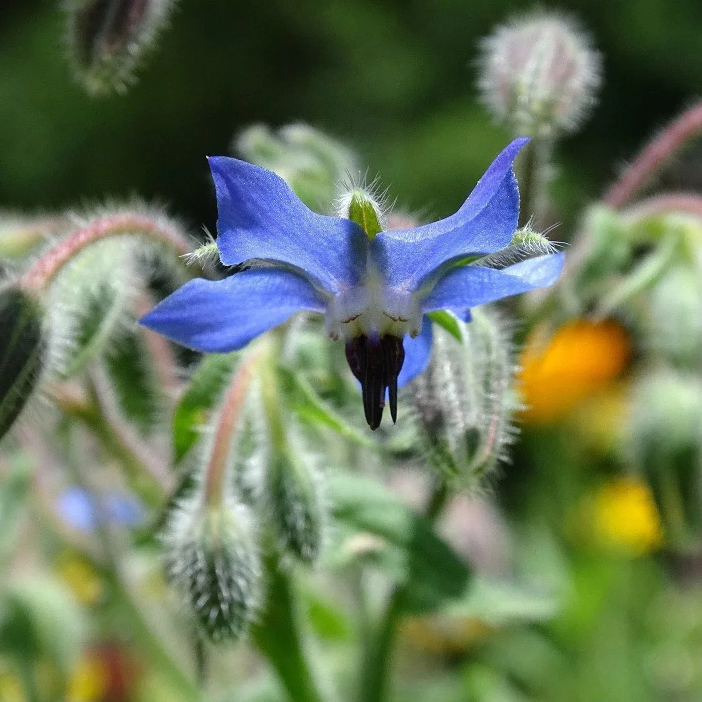 herb-seeds-borage Herb Seeds - Borage