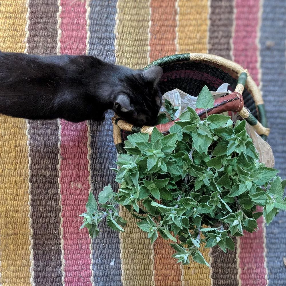 Herb Seeds - Catnip