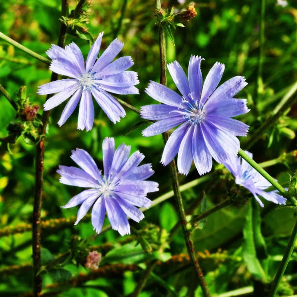 herb-seeds-chicory Herb Seeds - Chicory