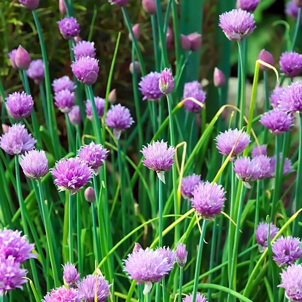 herb-seeds-chives Herb Seeds - Chives