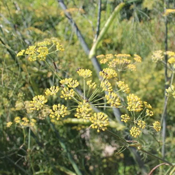 herb-seeds-dill-dukat Herb Seeds- Dill, Dukat