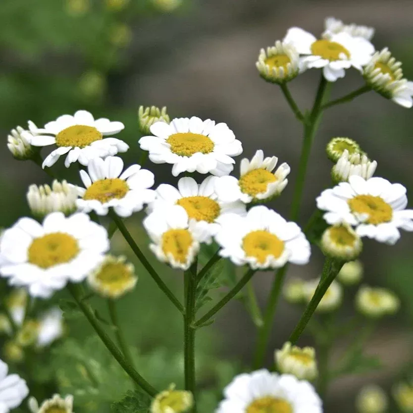 herb-seeds-feverfew Herb Seeds - Feverfew
