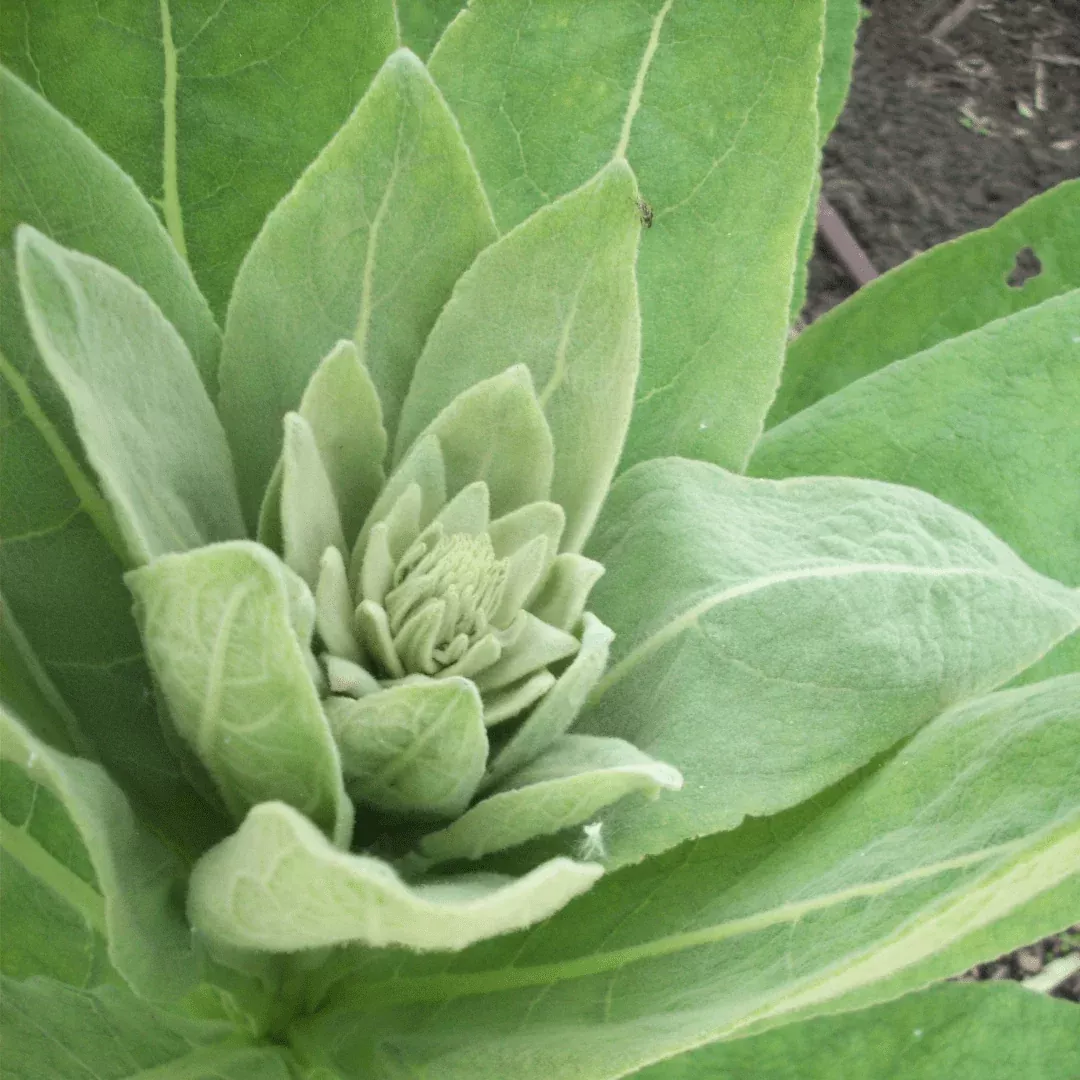 herb-seeds-mullein Herb Seeds - Mullein
