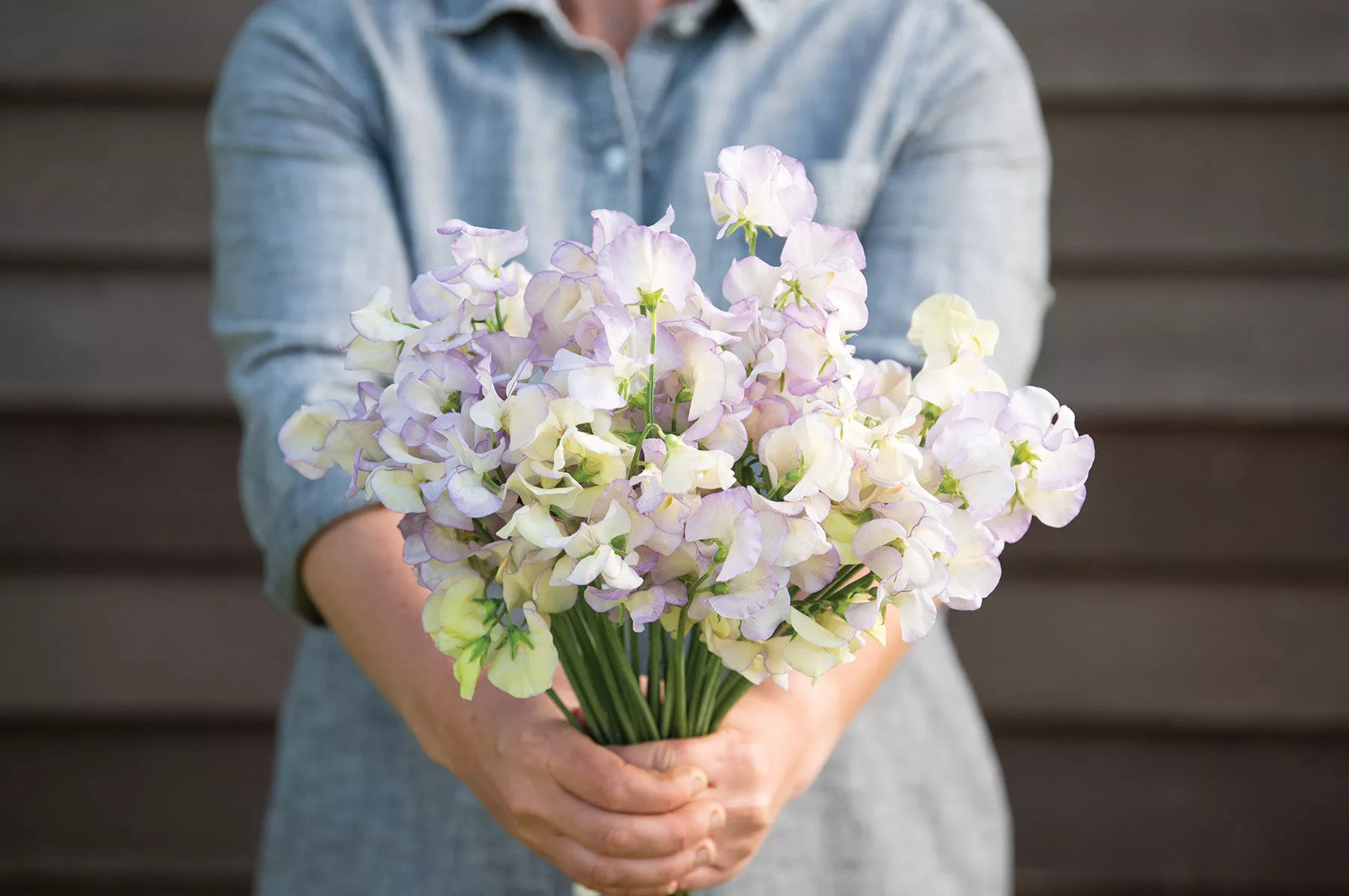 High Scent Sweet Pea Seed