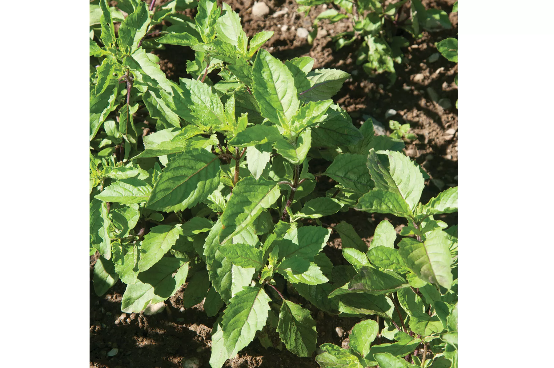 holy-basil-seed Holy Basil Seed