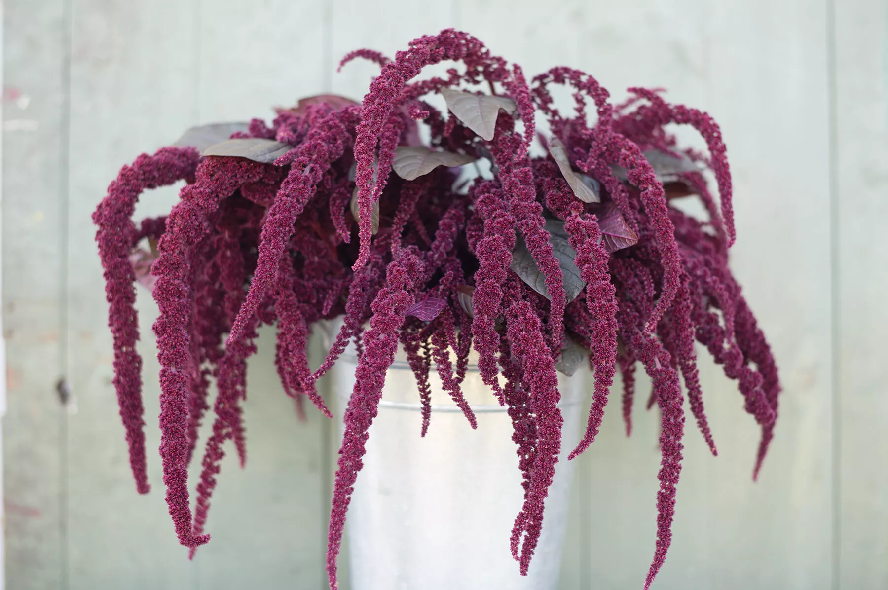hopi-red-dye-organic-amaranthus-seed Hopi Red Dye Organic Amaranthus Seed