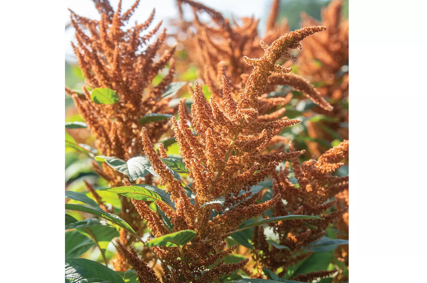 hot-biscuits-amaranthus-seed Hot Biscuits Amaranthus Seed