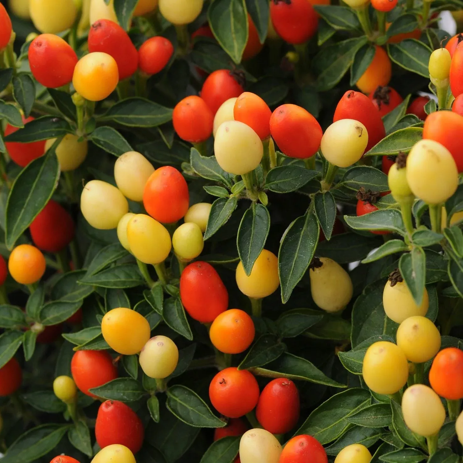 'Hot Pops Purple' Ornamental Pepper (Capsicum)