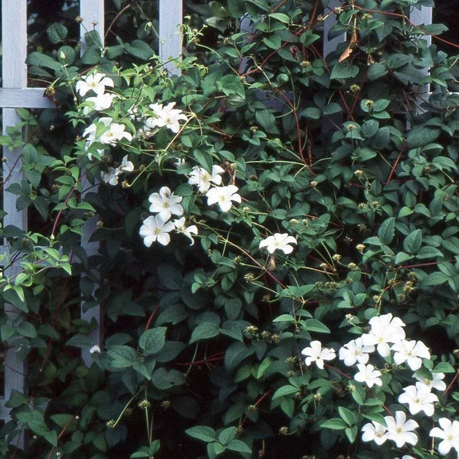 'Huldine' Clematis