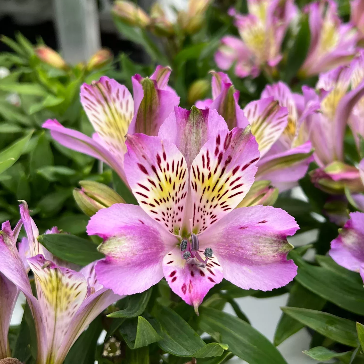 inca-ocean-peruvian-lily-alstroemeria 'Inca Ocean' Peruvian Lily (Alstroemeria)