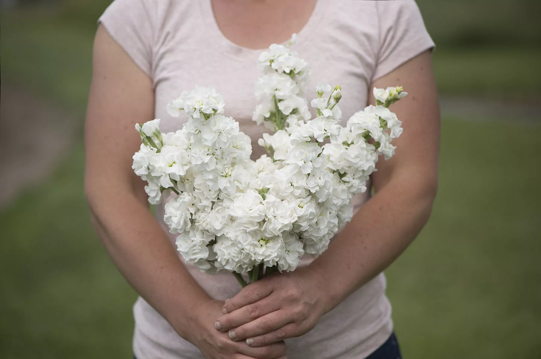 Iron White Stock Seed