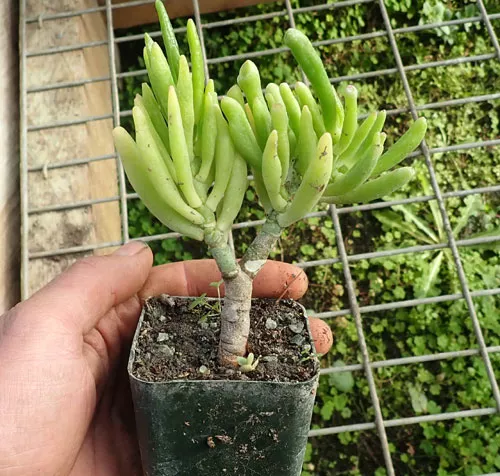 Jade Plant, Gumby (Crassula portulacea) plant, organic