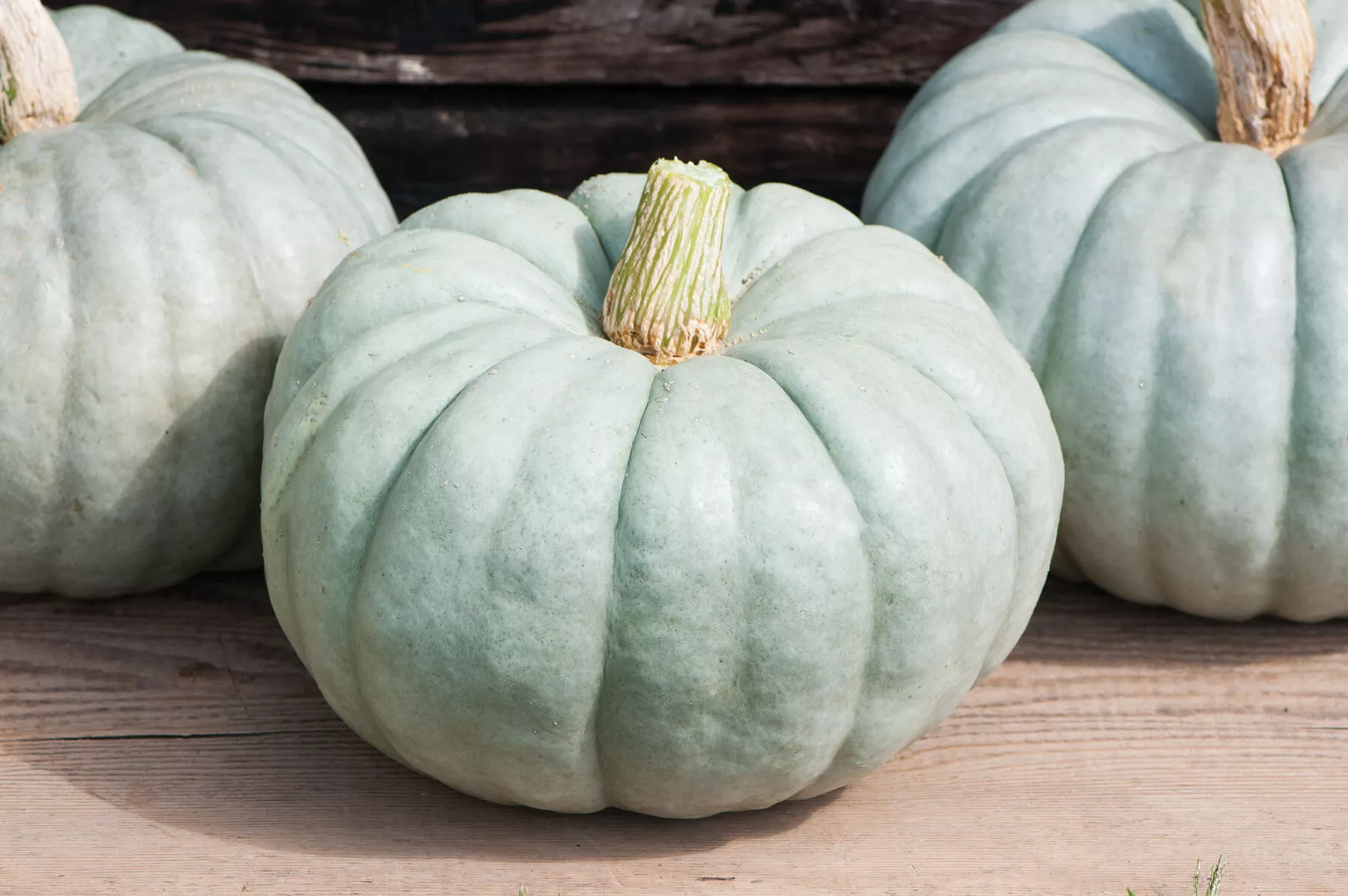 Jarrahdale Pumpkin Seed