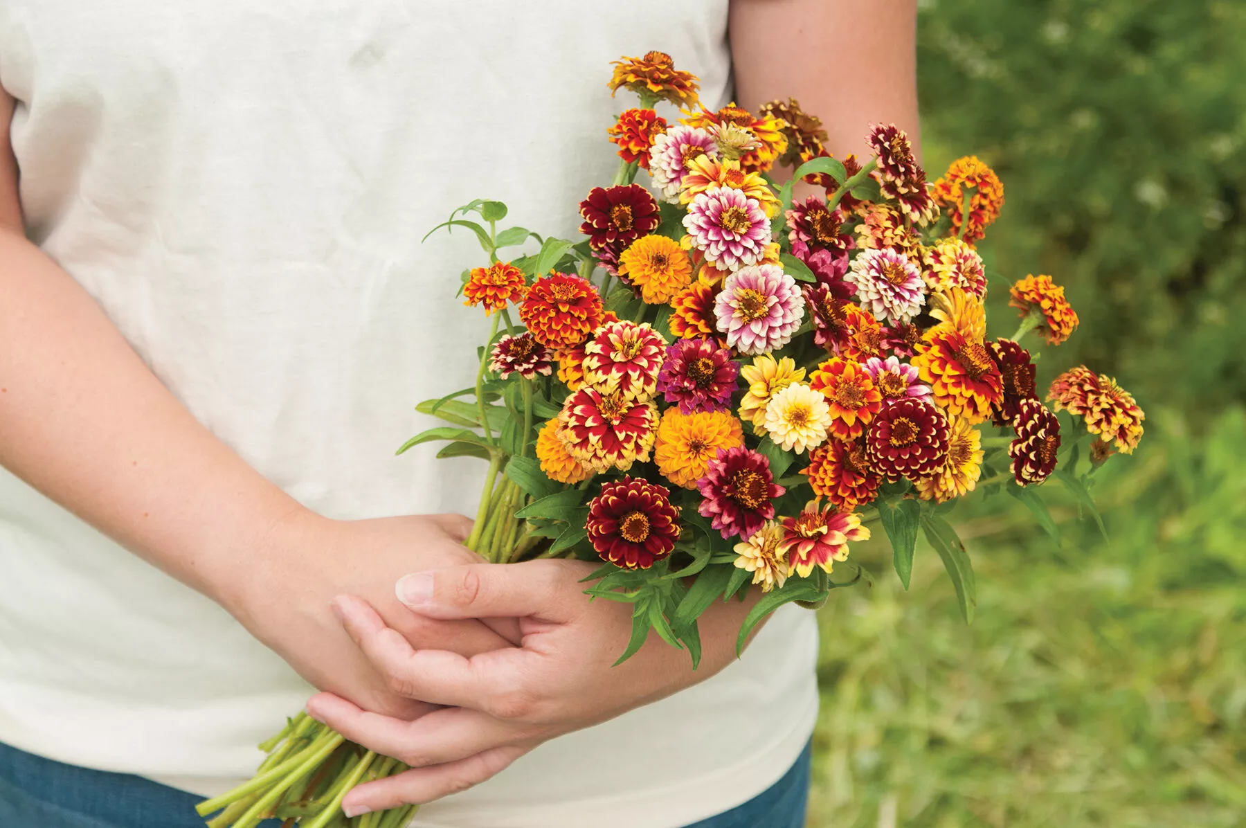 Jazzy Mix Zinnia Seed