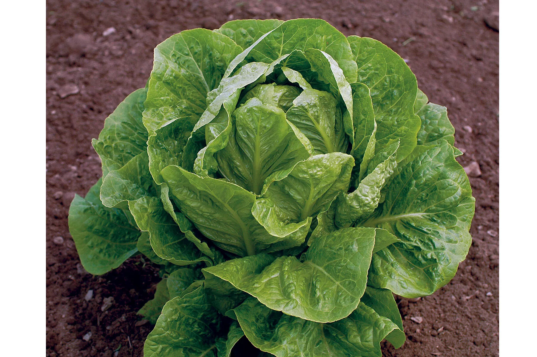 jericho-organic-lettuce-seed Jericho Organic Lettuce Seed