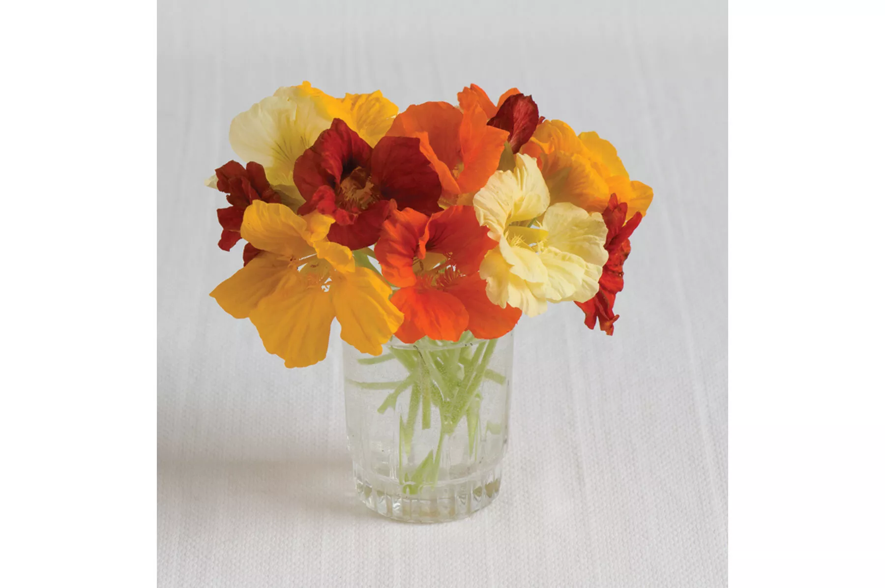Jewel Mix Nasturtium Seed