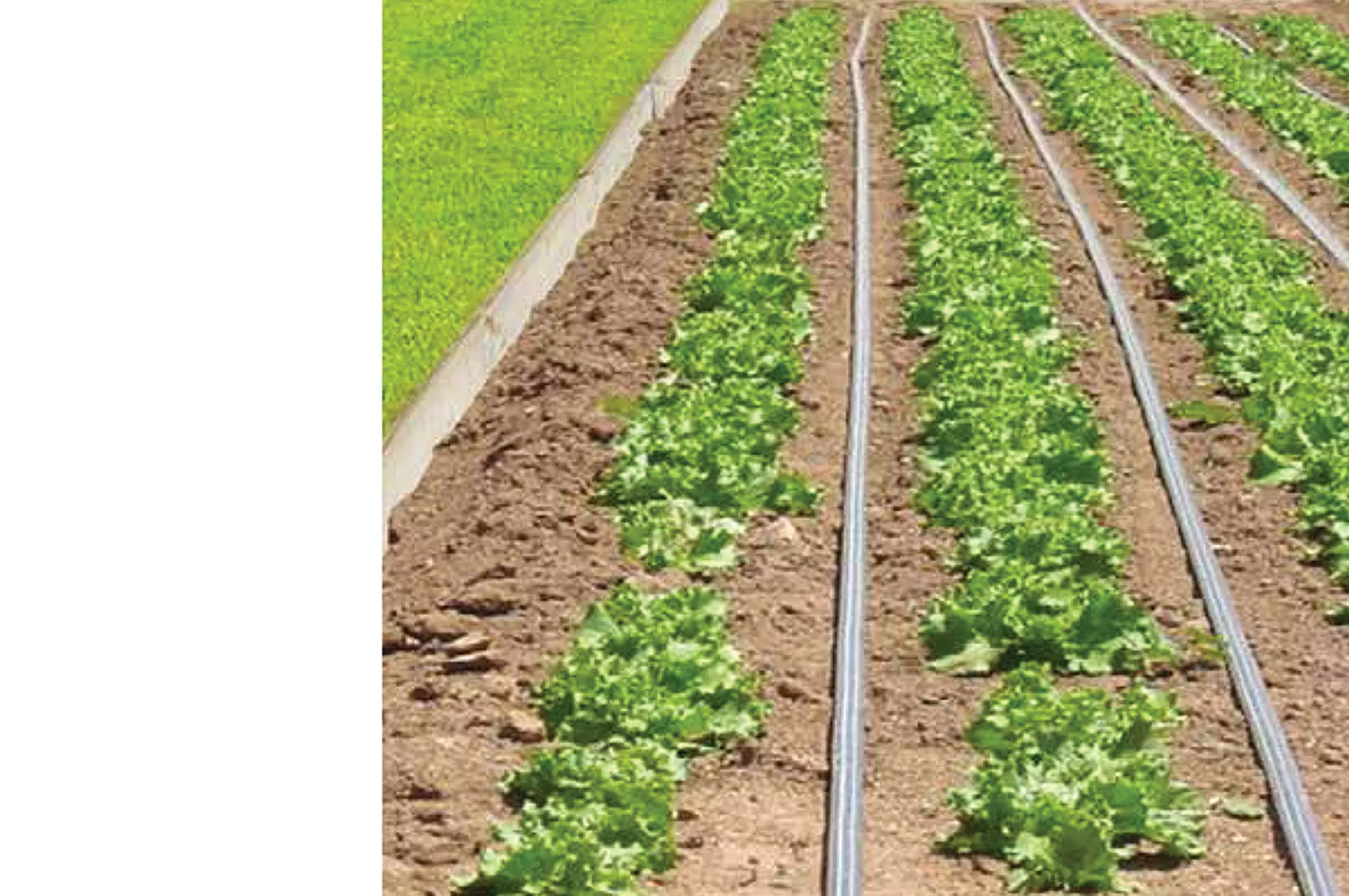 Johnny's Drip Irrigation Kit – 1,000'
