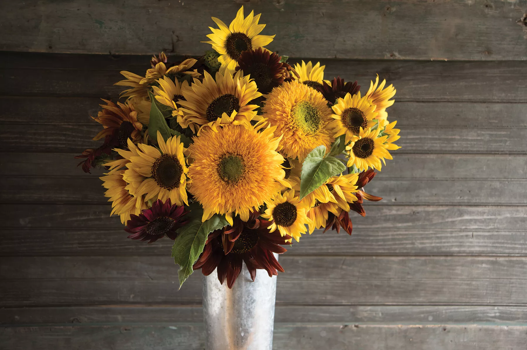 Johnny's Sunflower Collection Seed
