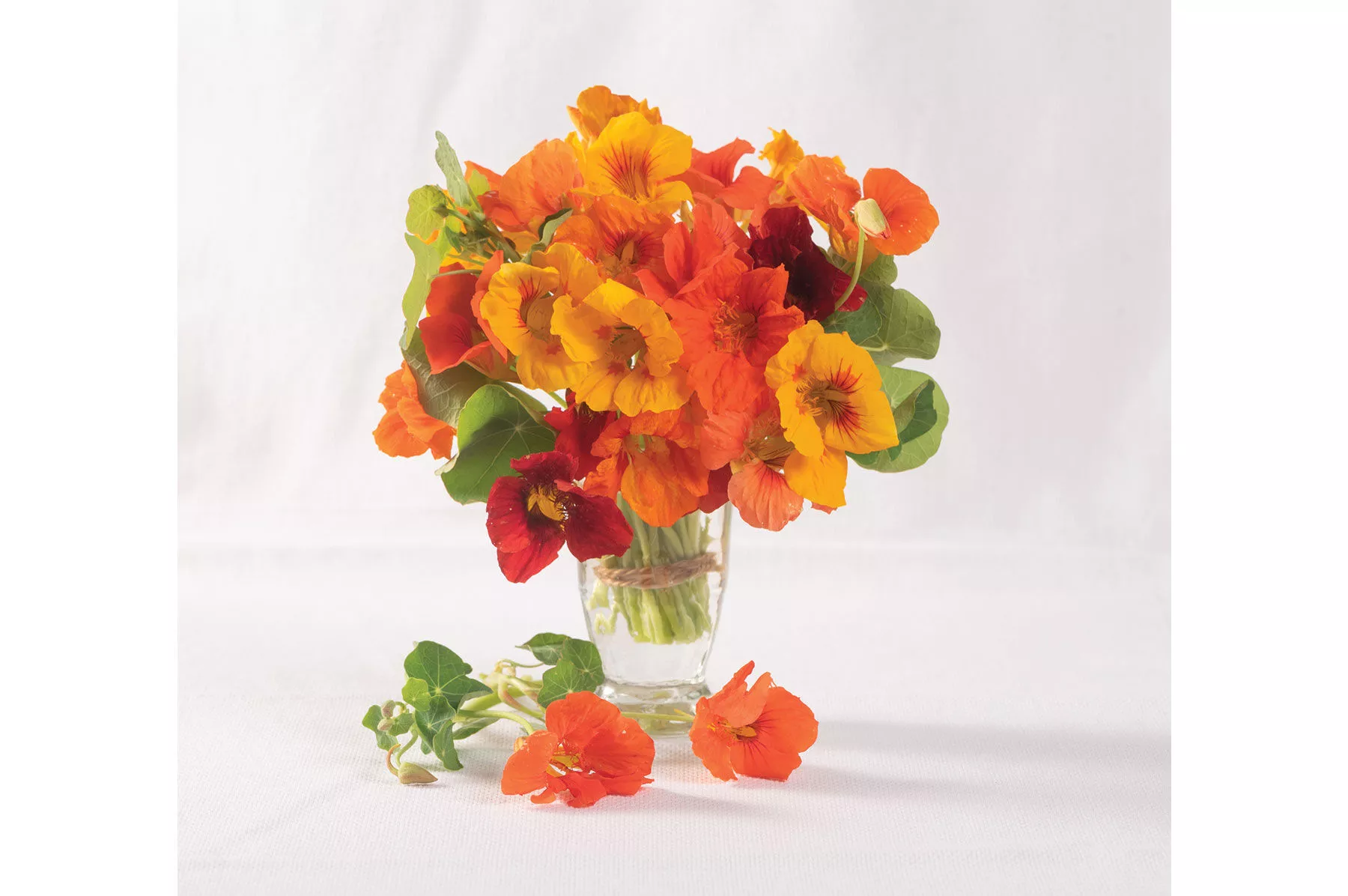 kaleidoscope-mix-organic-nasturtium-seed Kaleidoscope Mix Organic Nasturtium Seed