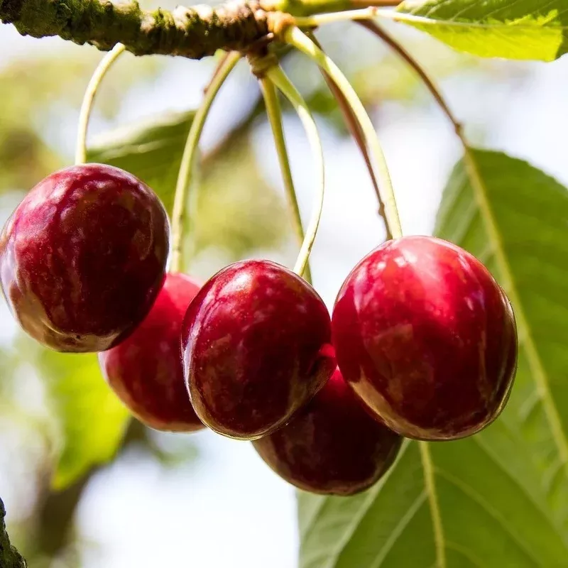 karina-cherry-tree ‘Karina’ Cherry Tree