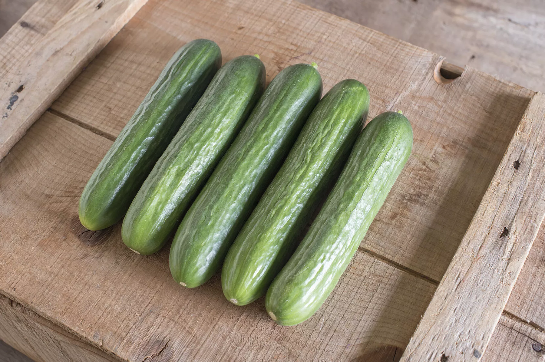 katrina-f1-cucumber-seed Katrina (F1) Cucumber Seed
