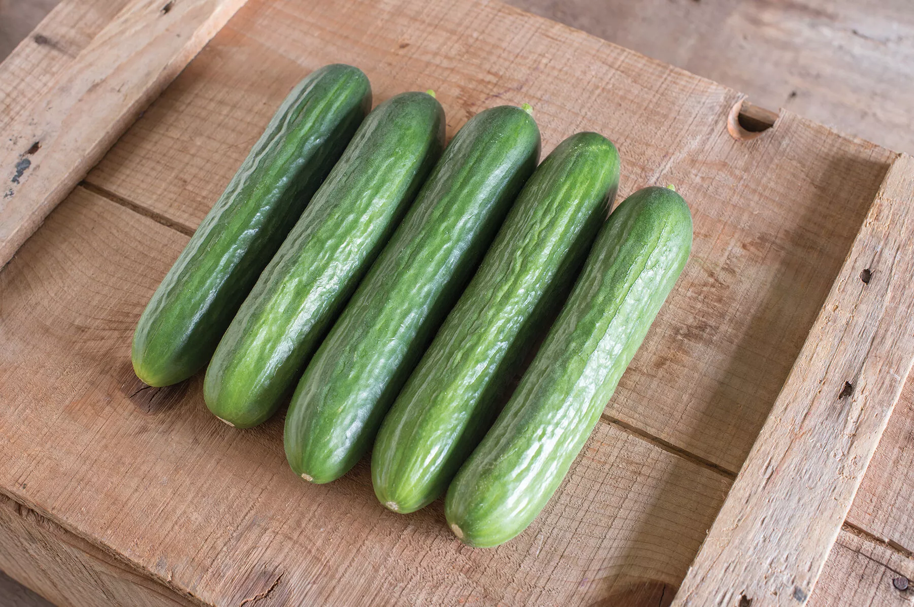 Katrina Organic (F1) Cucumber Seed