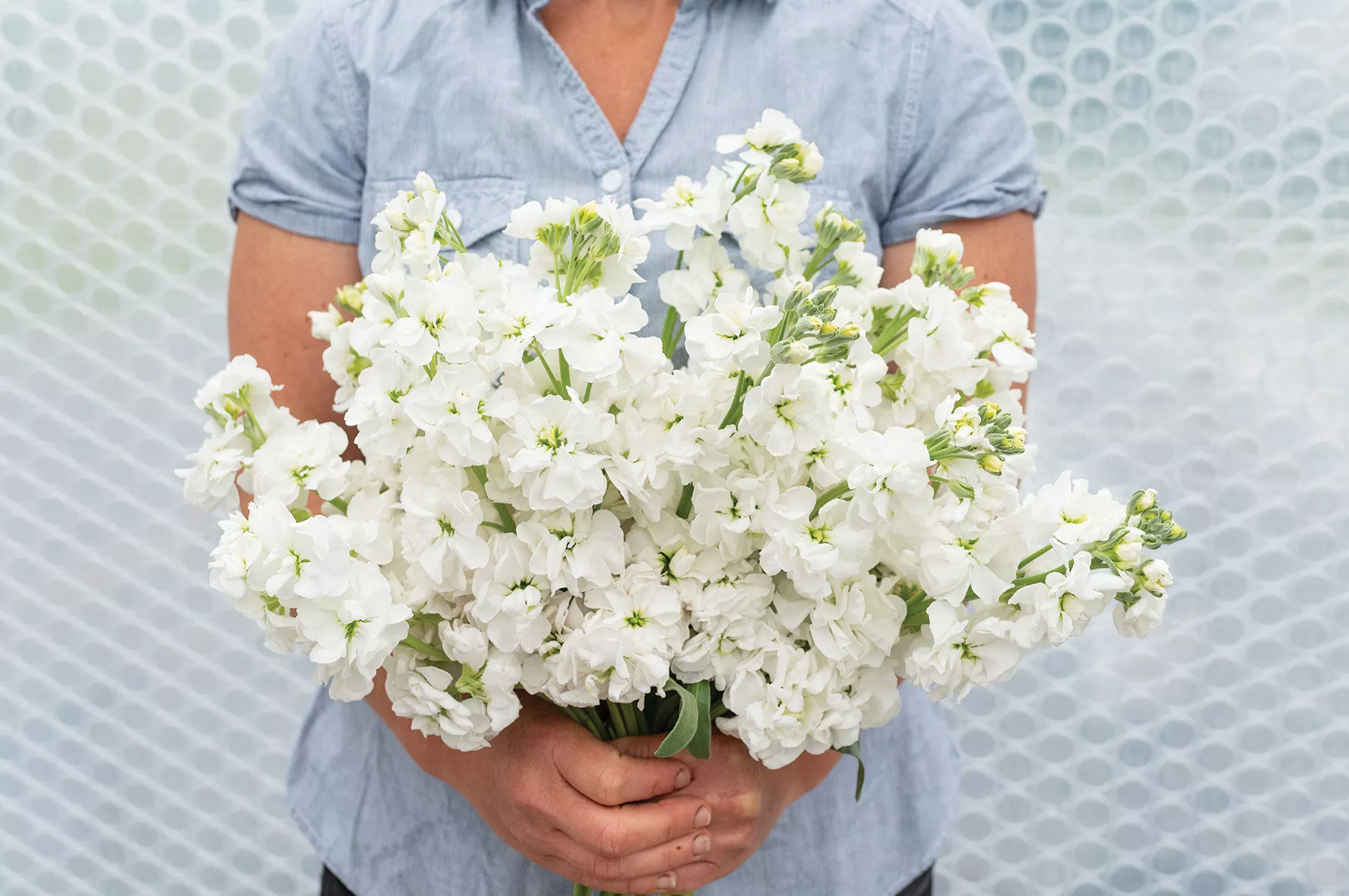 Katz Hi Double White Stock Seed