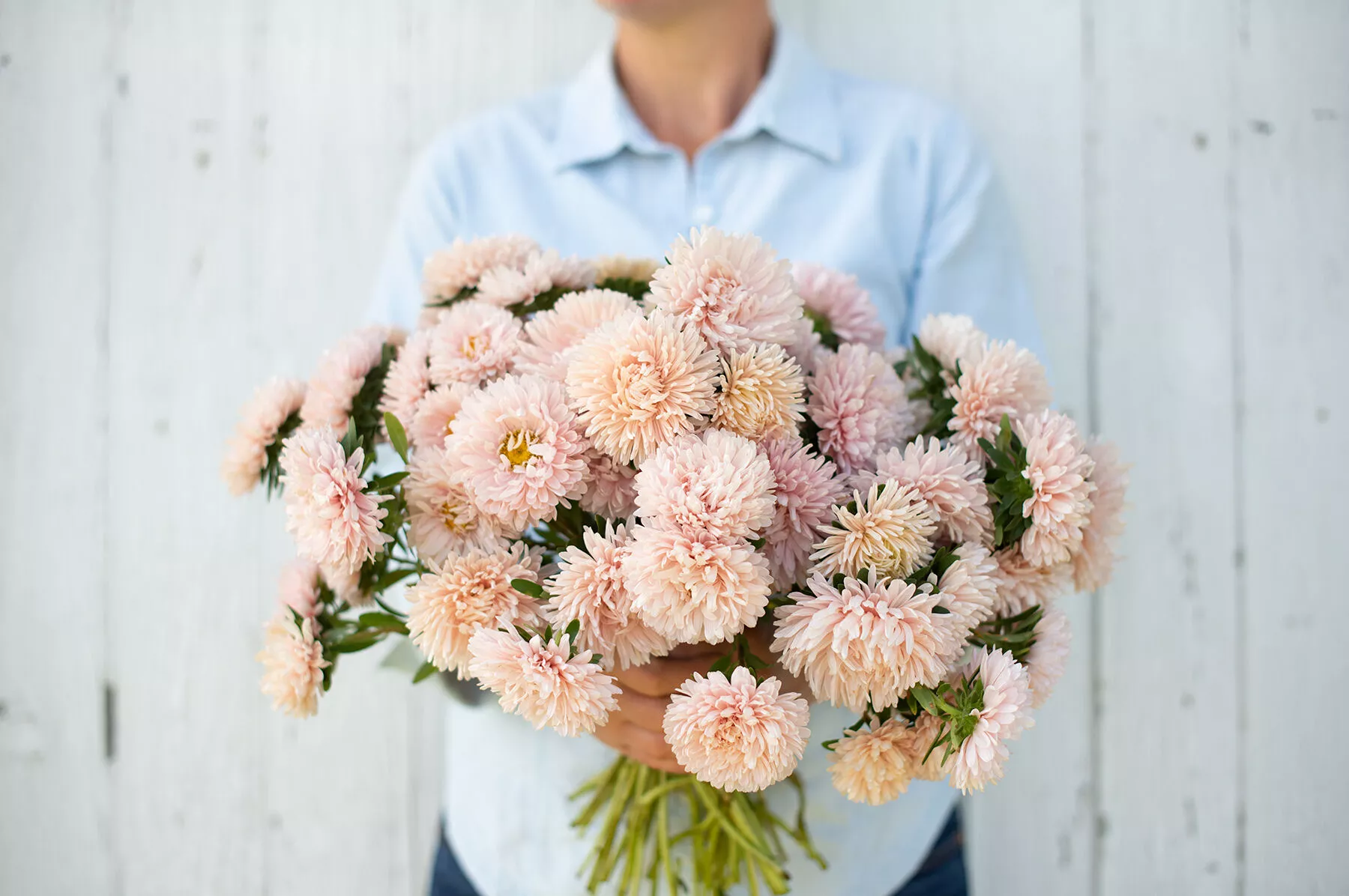 King Size Apricot China Aster Seed