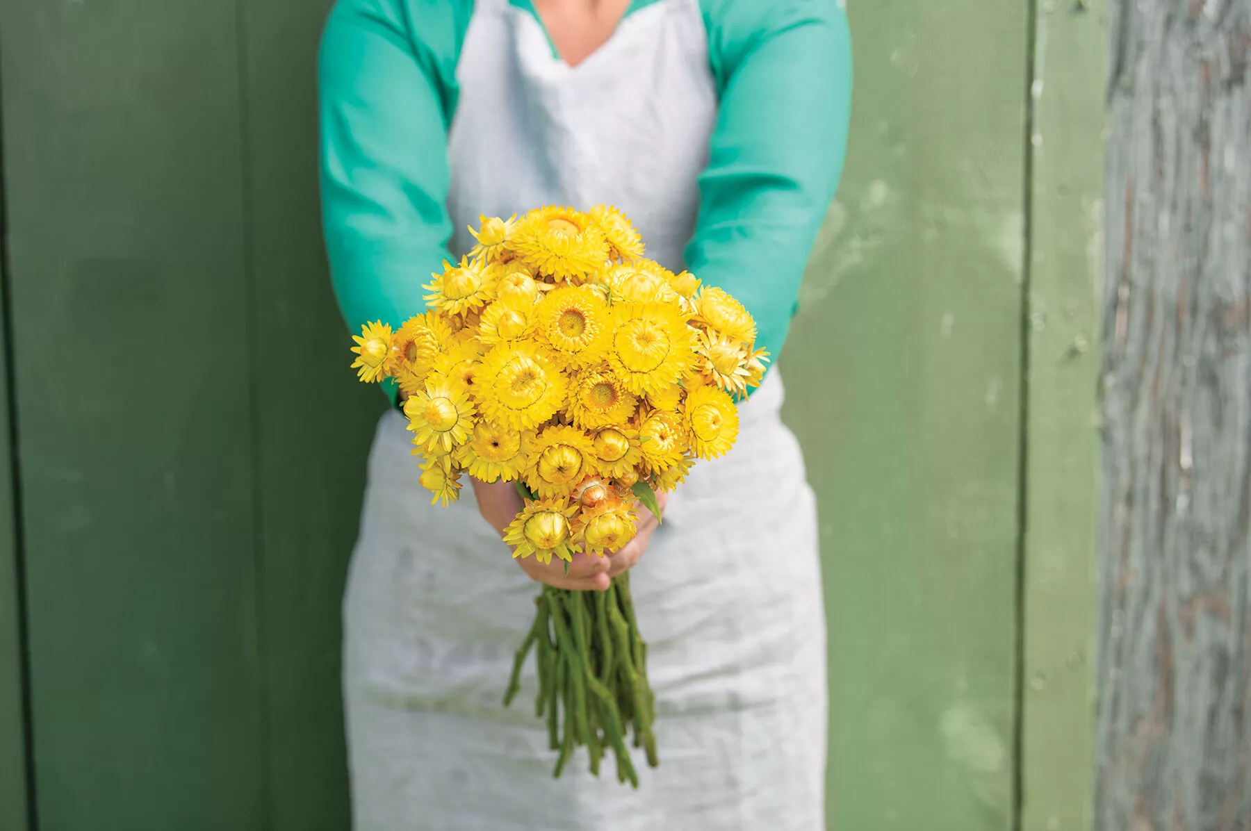 king-size-gold-strawflower-seed King Size Gold Strawflower Seed