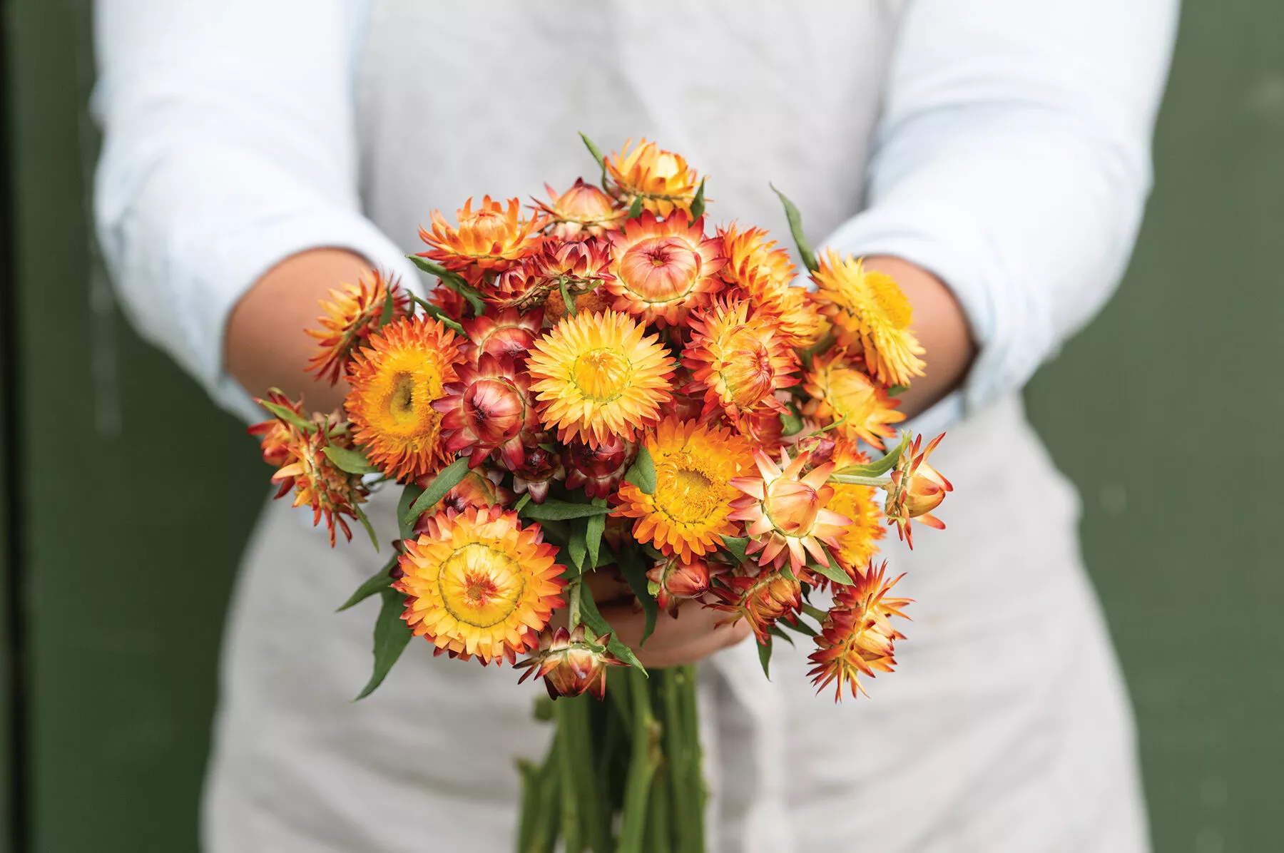 king-size-orange-strawflower-seed King Size Orange Strawflower Seed