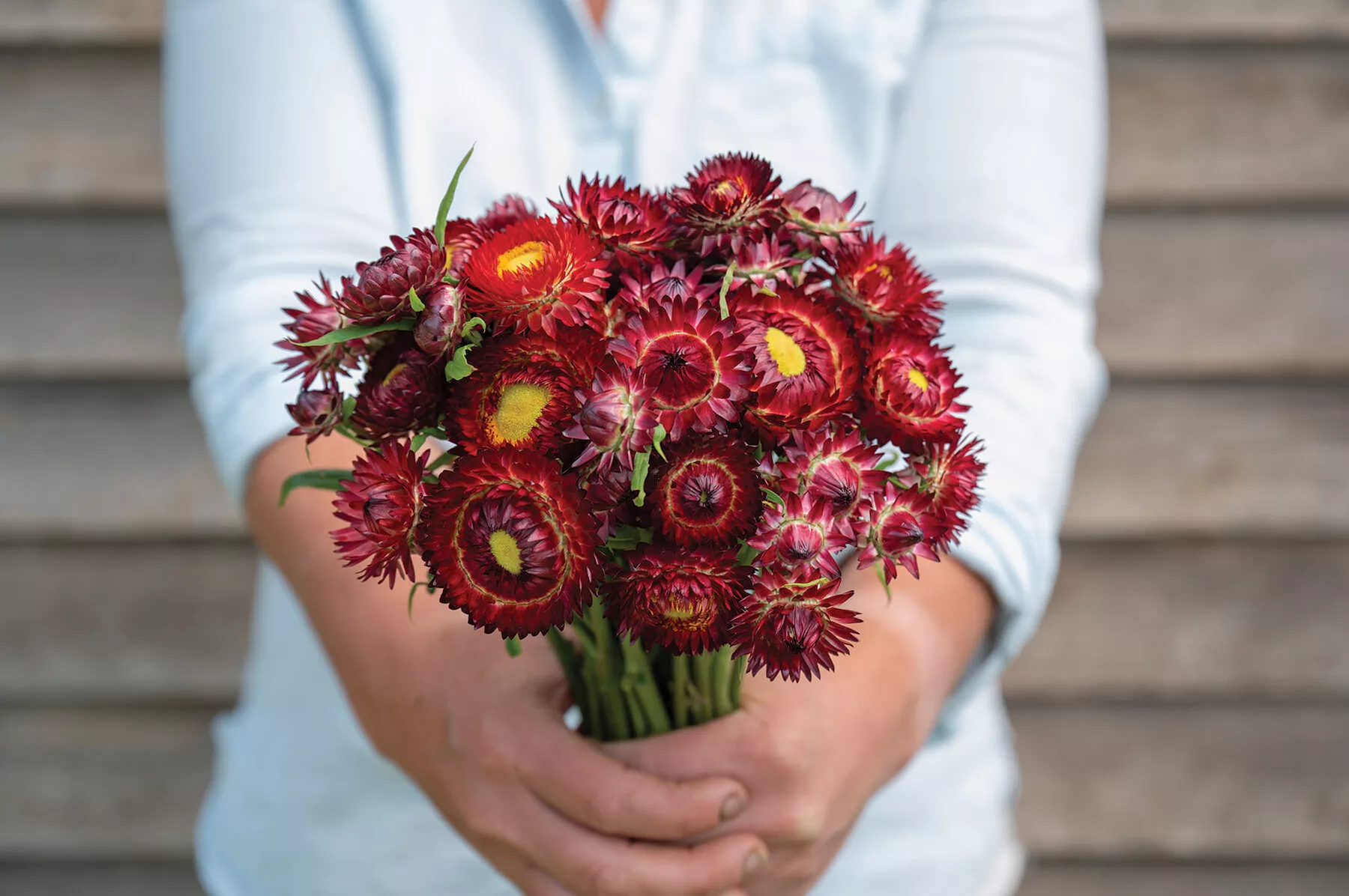 king-size-red-strawflower-seed King Size Red Strawflower Seed