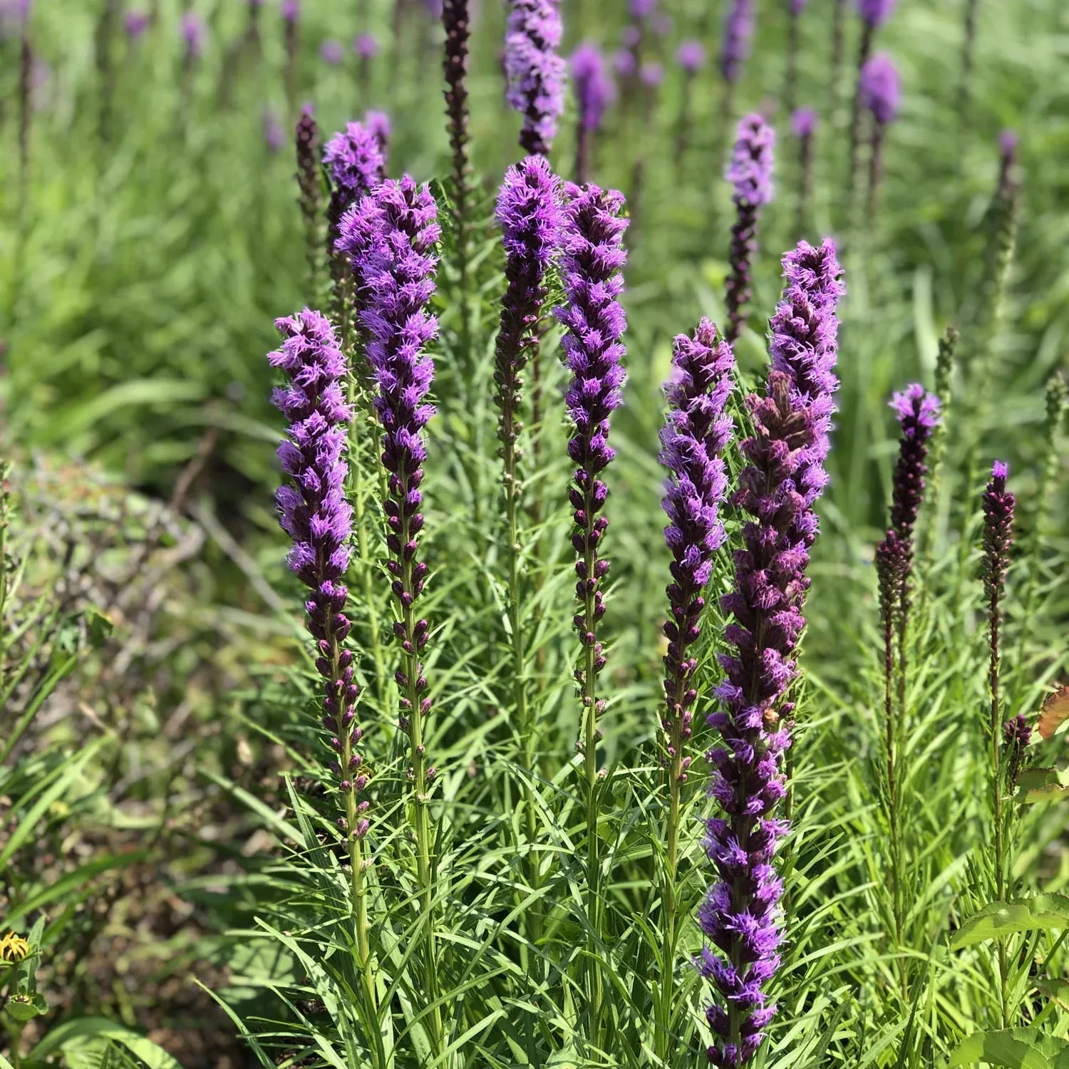 kobold-blazing-star-liatris 'Kobold' Blazing Star (Liatris)