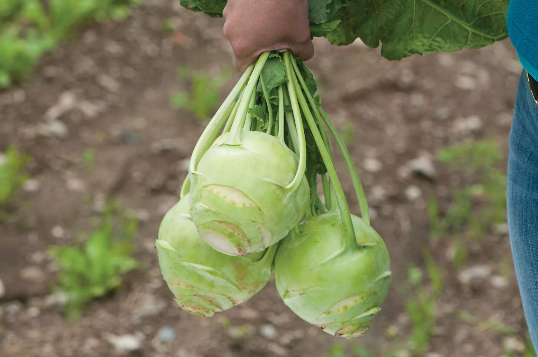 Kossak (F1) Kohlrabi Seed