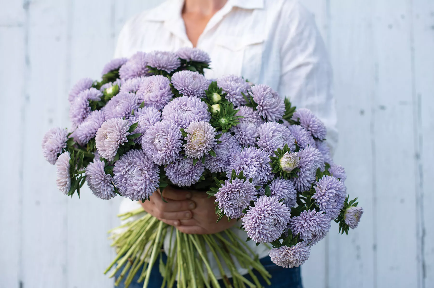 Lady Coral Lavender China Aster Seed