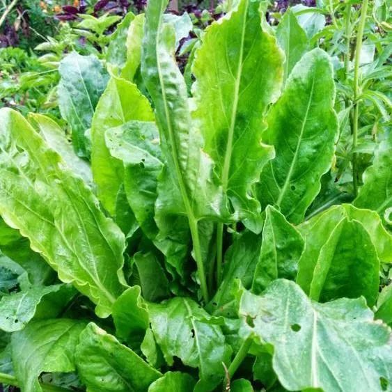 large-leaf-sorrel-herb-seeds Large Leaf Sorrel Herb Seeds