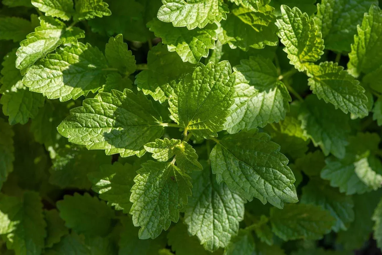 lemon-balm-herb-seeds Lemon Balm Herb Seeds