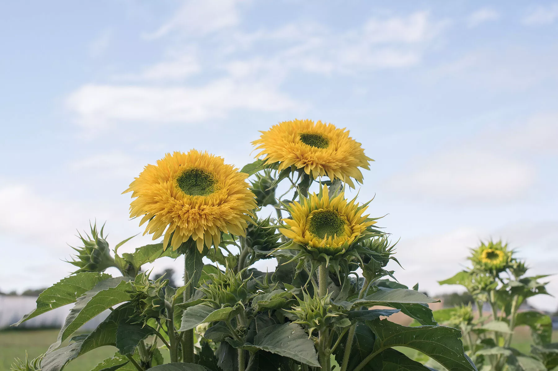 Lemonade Sunflower Seed