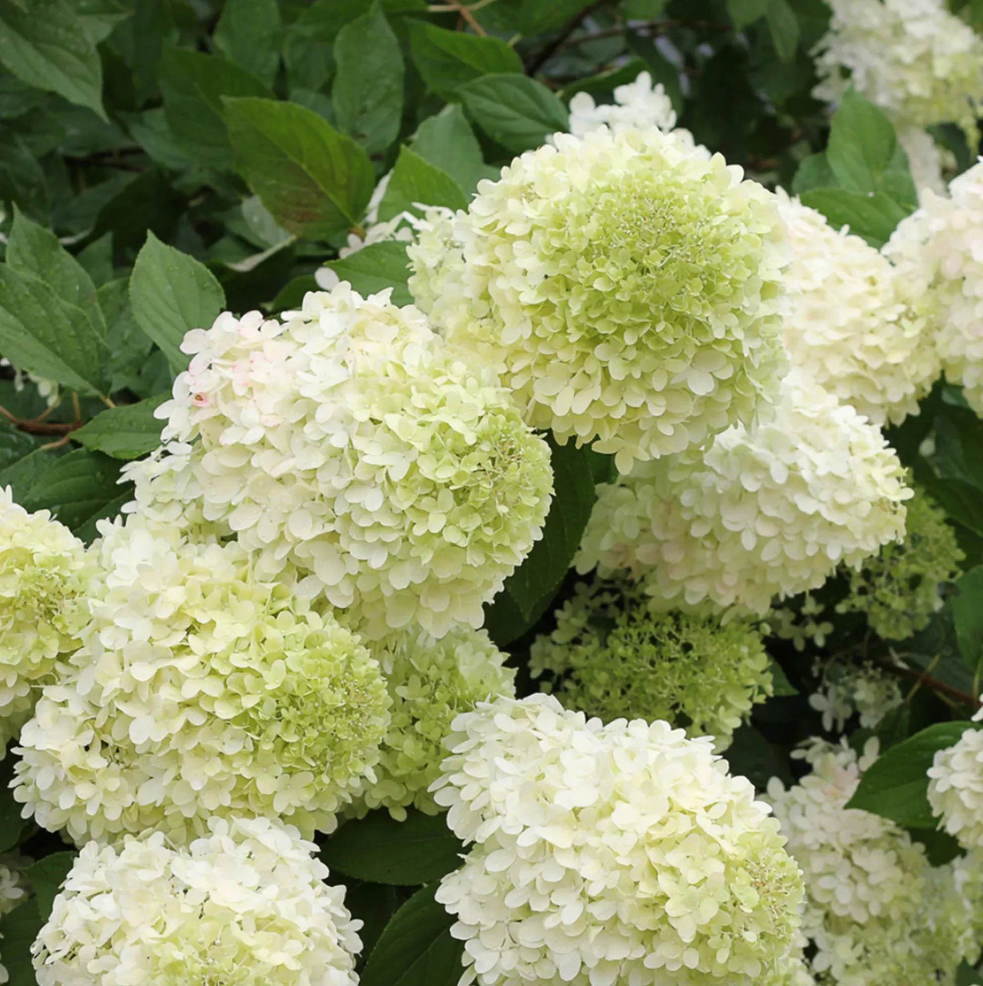 limelight-prime-hydrangea-hydrangea-paniculata 'Limelight PRIME' Hydrangea.(Hydrangea paniculata)