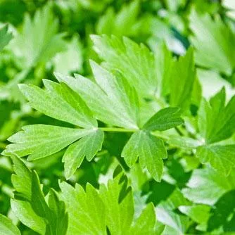 lovage-herb-seeds Lovage Herb seeds