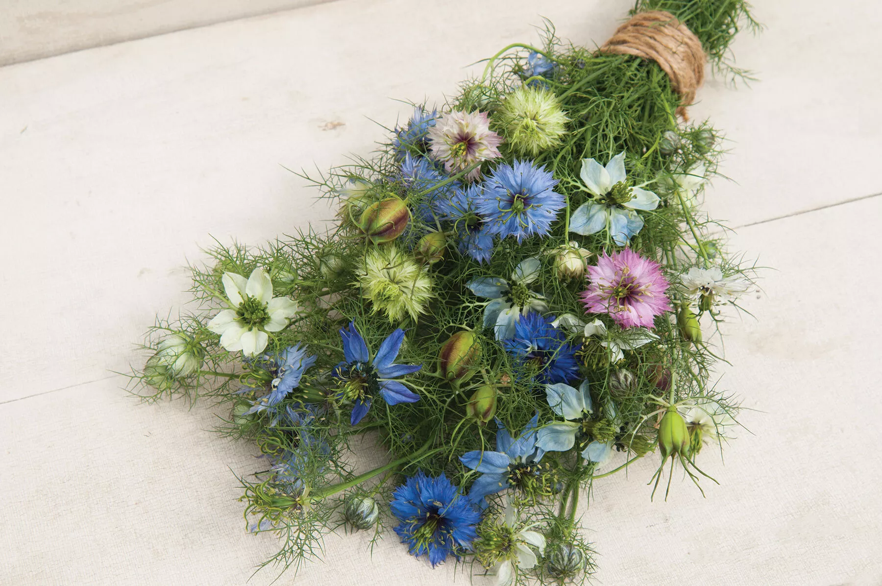 love-in-mist-nigella-seed Love in a Mist Nigella seed