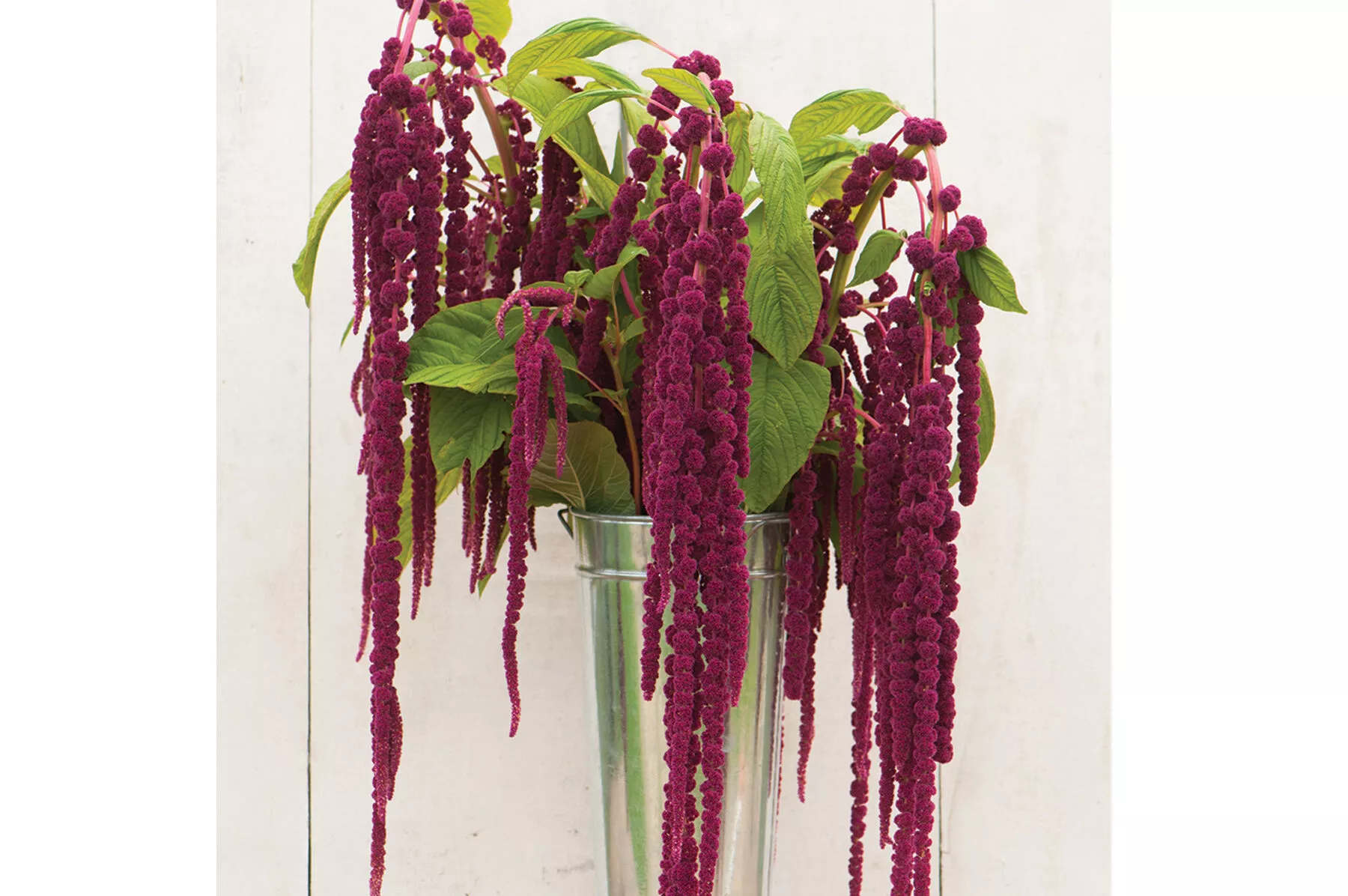 Love-Lies-Bleeding Amaranthus Seed